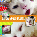 新春「おかわりフェア」お猫さま編